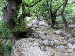 Mediterranean riparian forest with oriental plane (Platanus orientalis) in Dimosari valley on Lefkada.