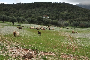 Flocks of sheep are still common on the islands shaping the actual vegetation, as seen on Cephalonia.