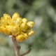 Helichrysum stoechas subsp. barrelieri