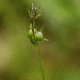 Linaria pelisseriana