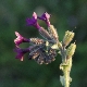 Anchusa officinalis subsp. intacta