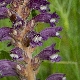 Phelipanche lavandulacea subsp. lavandulacea