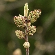 Pistacia terebinthus subsp. terebinthus