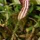 Arisarum vulgare subsp. vulgare