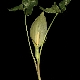 Arum italicum