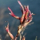 Astragalus monspessulanus subsp. monspessulanus