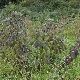 Cornus sanguinea subsp. sanguinea