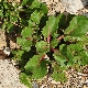 Beta vulgaris subsp. maritima