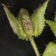 Helminthotheca echioides