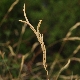 Brachypodium retusum