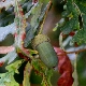 Quercus robur subsp. pedunculiflora