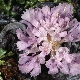 Lomelosia crenata subsp. dallaportae