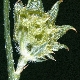 Onobrychis aequidentata
