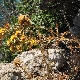 Carlina corymbosa subsp. graeca