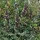 Acanthus spinosus