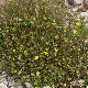 Alyssum repens subsp. trichostachyum