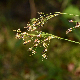 Luzula forsteri subsp. rhizomata