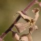 Hesperis laciniata subsp. laciniata
