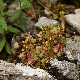 Sedum laconicum subsp. laconicum