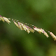 Melica minuta subsp. minuta