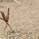 Salsola squarrosa subsp. squarrosa