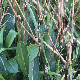 Asyneuma limonifolium subsp. limonifolium