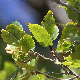 Quercus trojana subsp. trojana