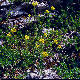 Alyssum repens subsp. trichostachyum