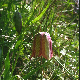 Fritillaria ionica