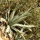 Agave americana subsp. americana