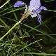 Iris unguicularis subsp. angustifolia