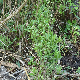 Baccharis halimifolia