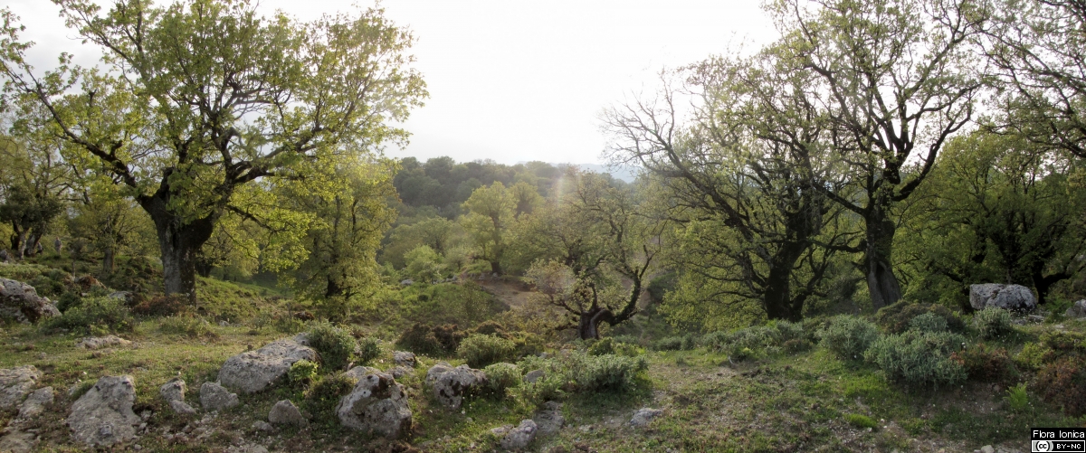 Degraded oak forest with <i>Quercus ithaburensis</i> subsp. <i>macrolepis</i> on Mount Skaros, Lefkada.