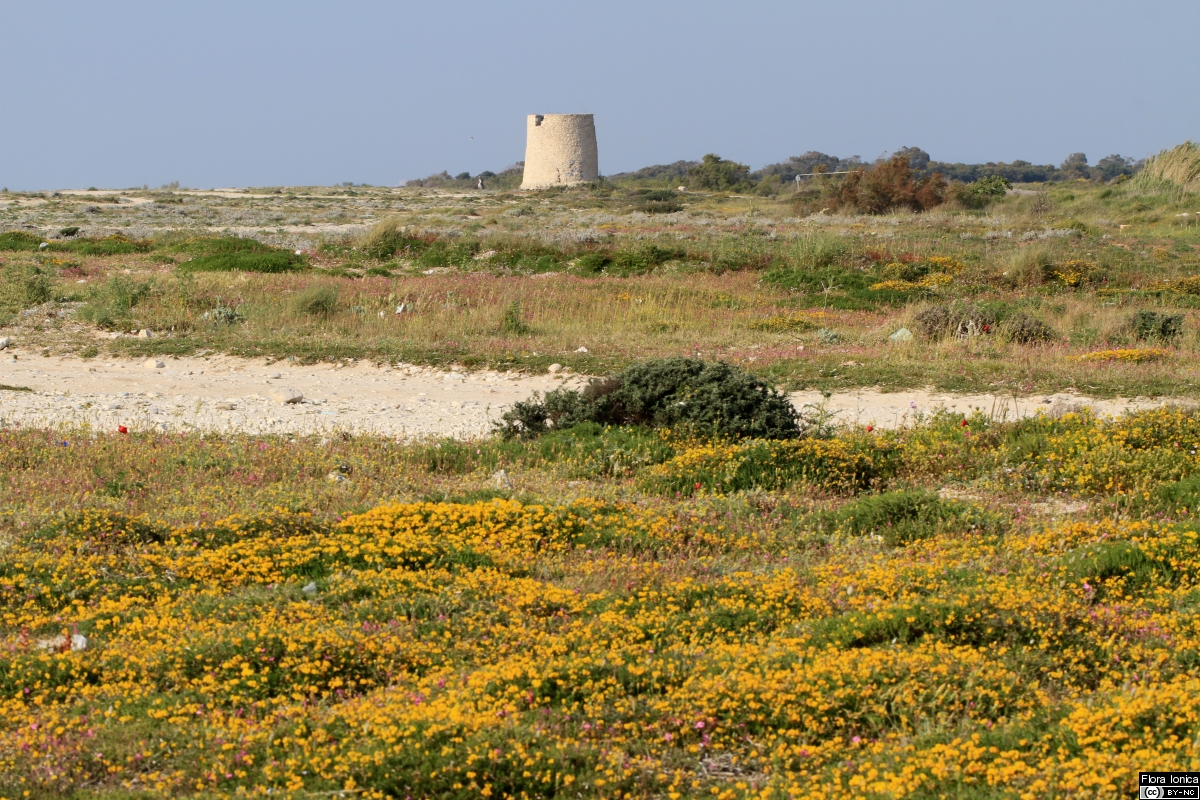 Coastal vegetation with <i>Lotus cytisoides</i> on Lefkada spit.
