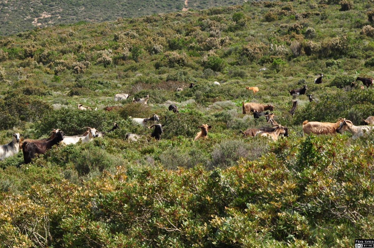Widespread vegetation types such as macchie or garrigue are a result of grazing by goats, e.g. in the NW of Cephalonia.