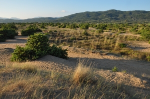 Sand dunes with European beachgrass (Calamagrostis arenaria  subsp. arundinacea) and juniper (Juniperus macrocarpa) close to Korission lagoon on Corfu.