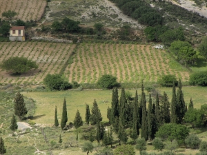 Vineyards on Cephalonia.