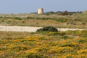 Coastal vegetation with Lotus cytisoides on Lefkada spit.