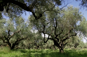 Olive grove on the island of Zakynthos.
