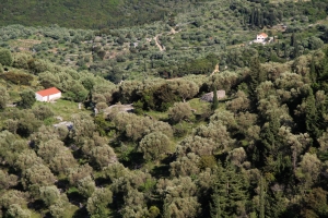 Olive groves are the dominating type of cultivated land, as seen on Ithaka.