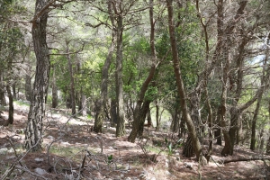 Sparsely developed understory of Aleppo pine (Pinus halepensis) forest on Zakynthos.