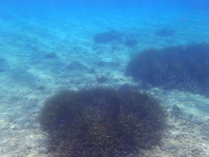 Seagrass meadows (Posidonia oceanica) form important and threatened habitats for marine wildlife, e.g. offshore the coast of Ithaka.