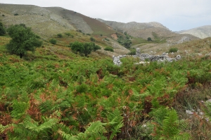 Abandoned cultivated land largely covered by common bracken (Pteridium aquilinum) on the slopes of Mount Pantokrator, Corfu.
