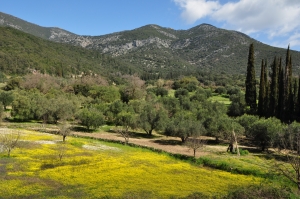 Vernal aspect of fields and olive groves with mass flowering of a common buttercup species (Ranunculus marginatus) on Cephalonia.