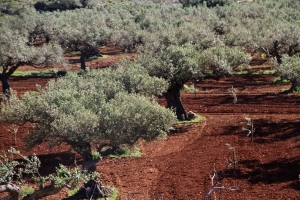 Terra rossa soil in olive grove in the W of Zakynthos.