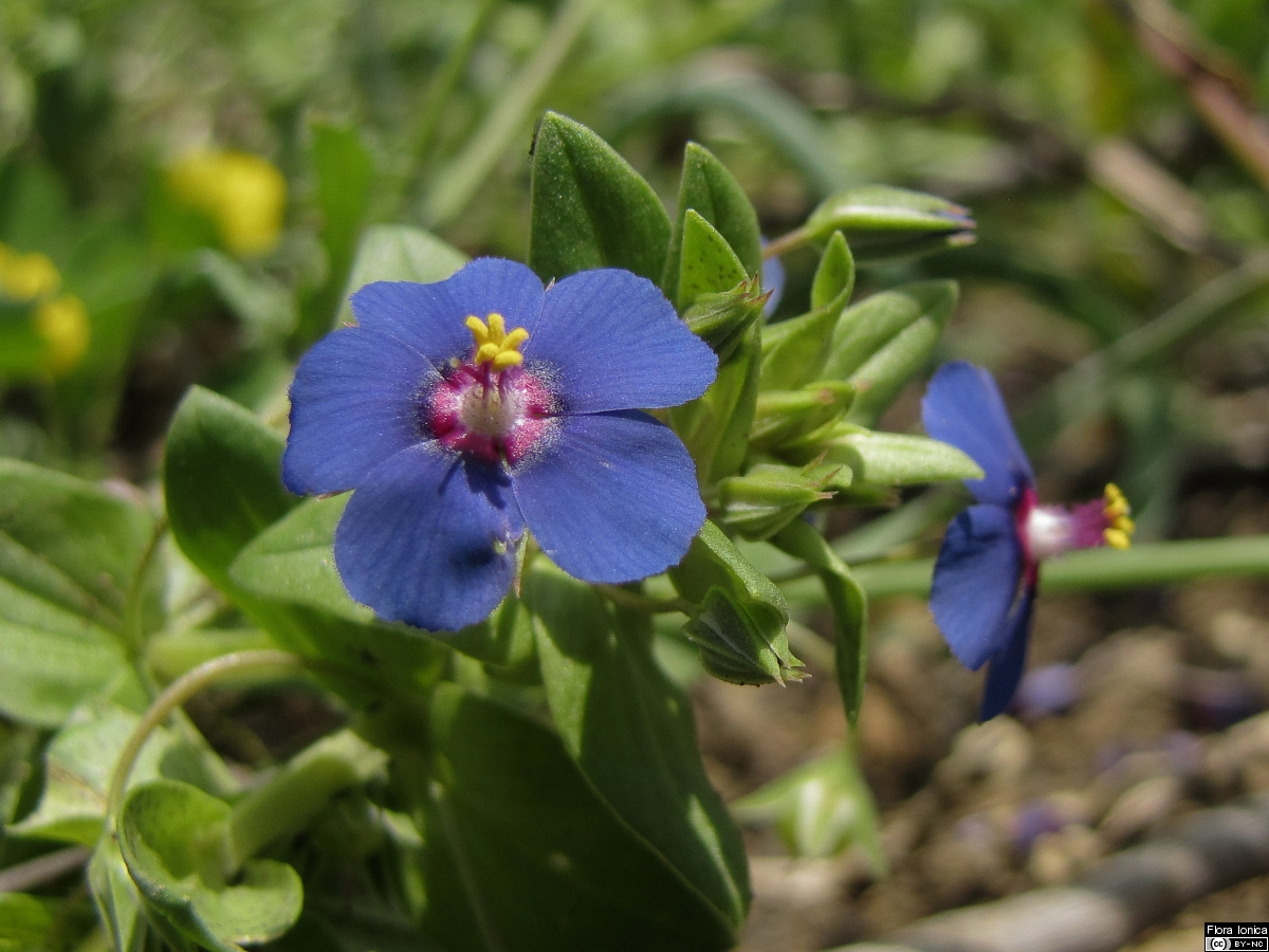 Flora Ionica – Lysimachia arvensis