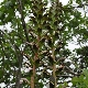 Acanthus mollis subsp. mollis