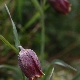 Fritillaria messanensis subsp. gracilis
