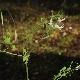 Fumaria macrocarpa subsp. macrocarpa