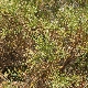 Genista acanthoclada subsp. acanthoclada